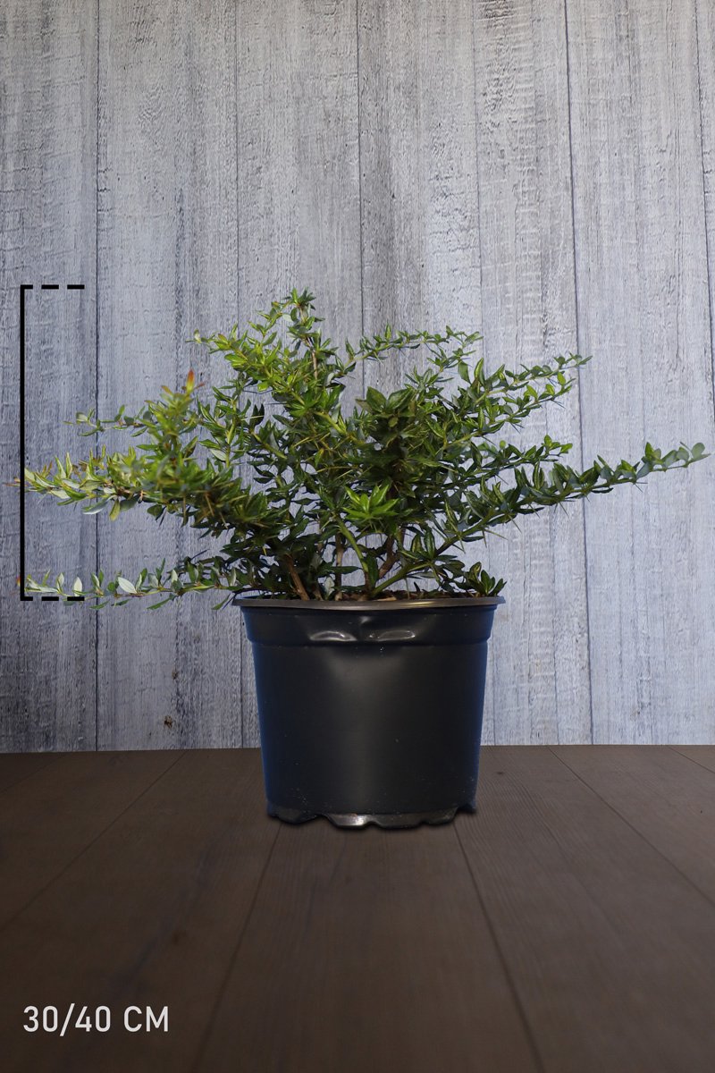 Plants Online - Haagplanten - Heesters - Berberis 'Amstelveen' - Pot 25-30 cm - set van 10 - Bloeiende plant - Inbraakwerend - Langzame groeier - Wintergroen