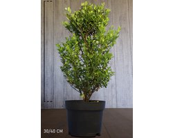 Plants Online - Haagplanten - Japanse Hulst 'Dark Green' ® - Pot 30-40 cm - set van 10 - Compacte groei - Geschikt als hoge en lage haag - Geschikt voor vormsnoei - Kleinbladig - Wintergroen