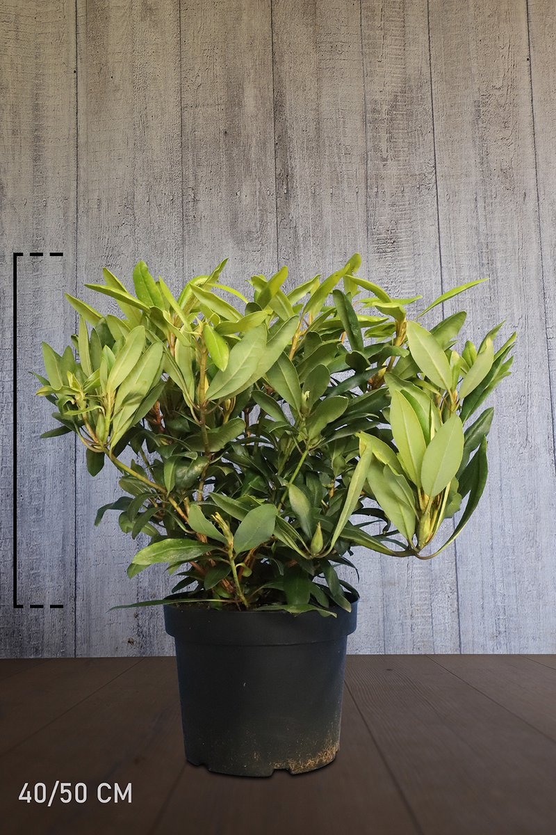 Plants Online - Haagplanten - Rhododendron 'Marcel Menard' - Pot 40-50 cm - set van 10 - Groeit breed uit - Wintergroen - Zeer winterhard - Bloeiende plant