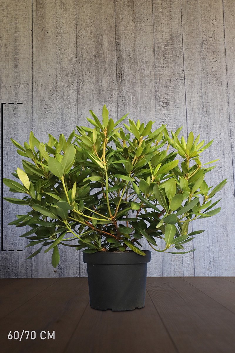 Plants Online - Haagplanten - Rhododendron 'Germania' - Pot 60-70 cm - set van 10 - Bloeiende plant - Groeit breed uit - Wintergroen - Zeer winterhard