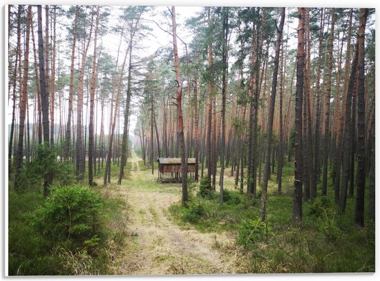 WallClassics - PVC Schuimplaat- Houten Huisje Langs het Pad in het Bos - 40x30 cm Foto op PVC Schuimplaat