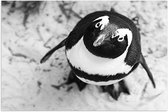WallClassics - Poster (Mat) - Pinguïn Kijkt naar boven - 75x50 cm Foto op Posterpapier met een Matte look