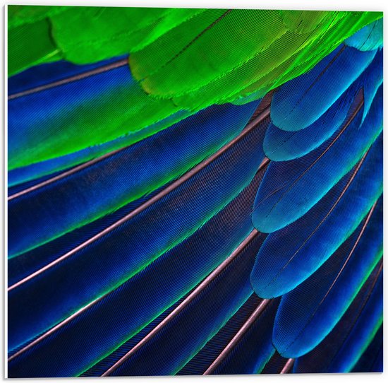 WallClassics - PVC Schuimplaat- Prachtige Blauwe en Groene Veren - 50x50 cm Foto op PVC Schuimplaat
