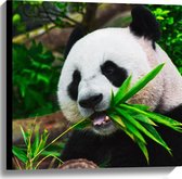 WallClassics - Canvas  - Panda Eet Bamboe Bladeren - 60x60 cm Foto op Canvas Schilderij (Wanddecoratie op Canvas)