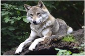 WallClassics - Poster (Mat) - Rustende Wolf in de Natuur - 75x50 cm Foto op Posterpapier met een Matte look