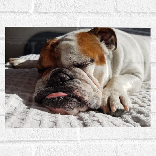 WallClassics - Muursticker – Chien bouledogue endormi – 40 x 30 cm Photo sur Muursticker