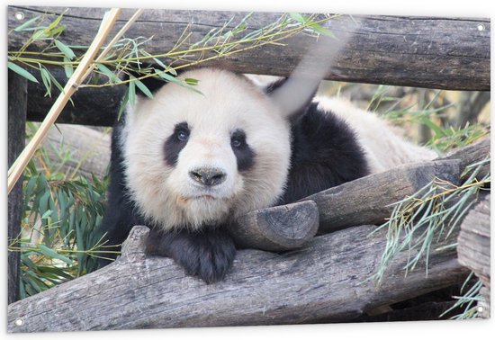 WallClassics - Tuinposter – Panda tussen Balken - 120x80 cm Foto op Tuinposter  (wanddecoratie voor buiten en binnen)