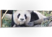 WallClassics - Hout - Panda tussen Balken - 120x40 cm - 12 mm dik - Foto op Hout (Met Ophangsysteem)