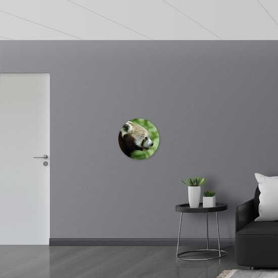 WallClassics - Cercle mural en panneau de mousse PVC - Petit Panda sur fond vert - Photo 50 x 50 cm sur cercle mural (avec système de suspension)