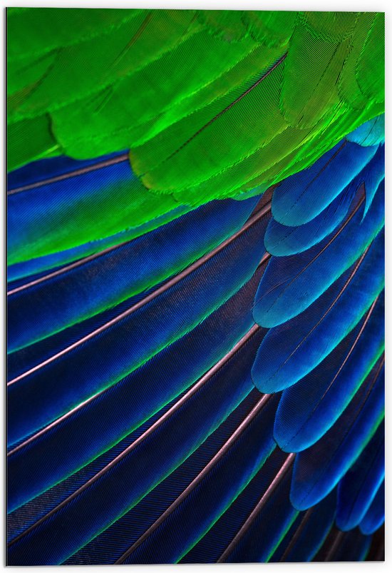 WallClassics - Dibond - Prachtige Blauwe en Groene Veren - 70x105 cm Foto op Aluminium (Met Ophangsysteem)
