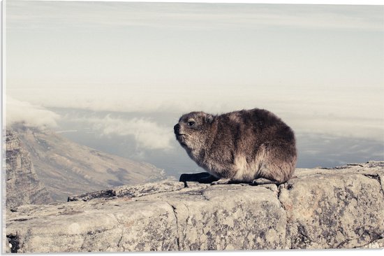 WallClassics - Acrylglas - Marmot op de Muur - 60x40 cm Foto op Acrylglas (Wanddecoratie op Acrylaat)