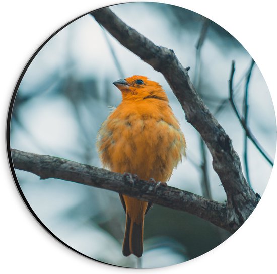 WallClassics - Dibond Muurcirkel - Oranje Vogel in de Boom - 20x20 cm Foto op Aluminium Muurcirkel (met ophangsysteem)