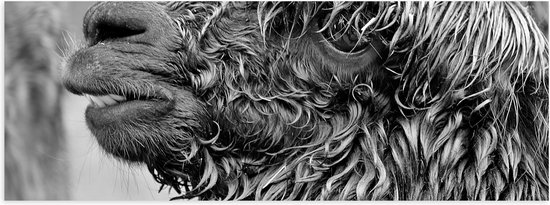 WallClassics - Poster Glanzend – Natte Alpaca Zwart - Wit - 60x20 cm Foto op Posterpapier met Glanzende Afwerking