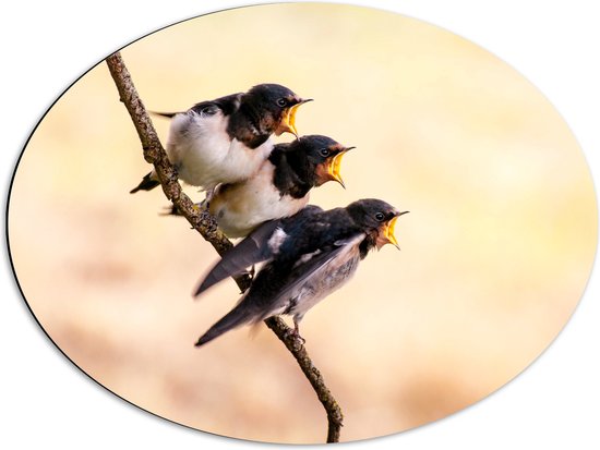 WallClassics - Dibond Ovaal - Drie Hongerige Vogeltjes - 68x51 cm Foto op Ovaal (Met Ophangsysteem)