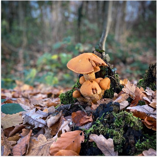 WallClassics Poster (Mat) Bruine Paddenstoelen in het Bos 50x50 cm Foto op... bol