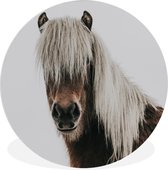 Wandcirkel paard - Decoratie kinderkamers - Paarden - Dieren - Portret - Bruin - Wit - ⌀ 60 cm - Wandcirkel kinderen - Kunststof
