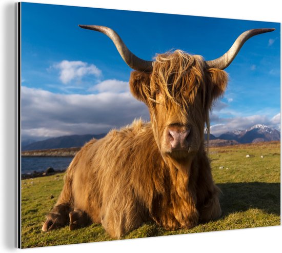 Wanddecoratie Metaal - Aluminium Schilderij Industrieel - Schotse hooglander - Licht - Natuur - 180x120 cm - Dibond - Foto op aluminium - Industriële muurdecoratie - Voor de woonkamer/slaapkamer