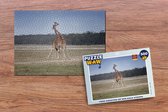 Puzzel Twee giraffen op een kale steppe - Legpuzzel - Puzzel 500 stukjes