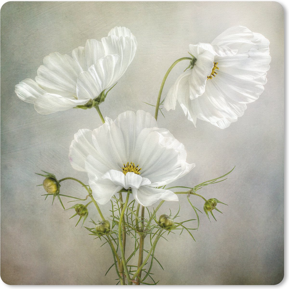 Muismat 20x20 cm - Mousepad Bloemen - Stilleven - Klaproos - Wit - Botanisch - Muismatten