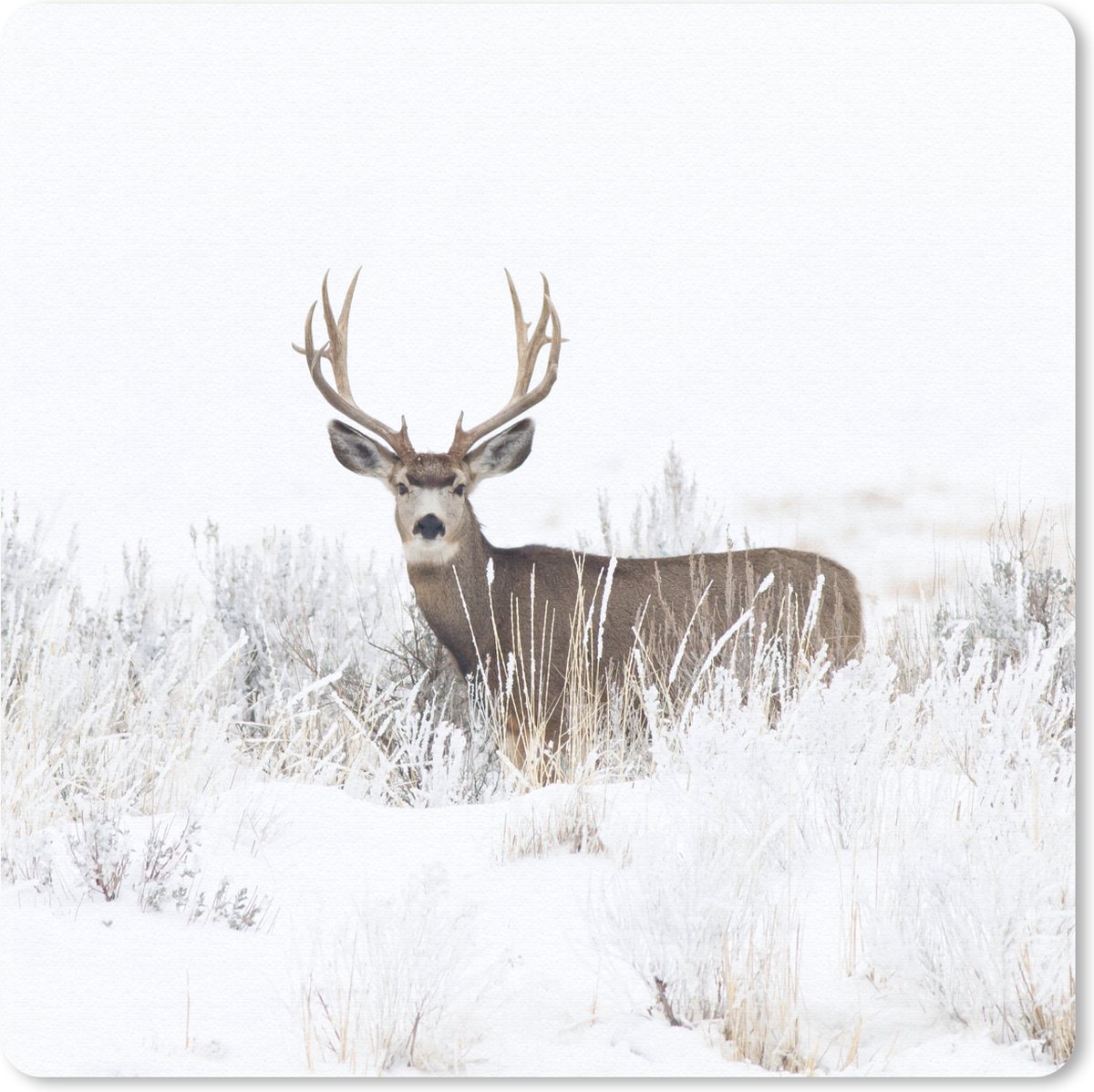 Muismat 20x20 cm - Mousepad Hert - Winter - Sneeuw - Dieren - Seizoenen - Wit - Muismatten