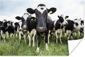 Poster Koeien - Gras - Lente - Dieren - Weiland - Boerderij - 30x20 cm