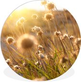 WallCircle - Wandcirkel ⌀ 30 - Planten - Natuur - Bloemen - Zon - Horizon - Ronde schilderijen woonkamer - Wandbord rond - Muurdecoratie cirkel - Kamer decoratie binnen - Wanddecoratie muurcirkel - Woonaccessoires