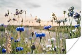 Affiche Fleurs - Eté - Bleuet - Blauw - Soleil - Nuages - 120x80 cm