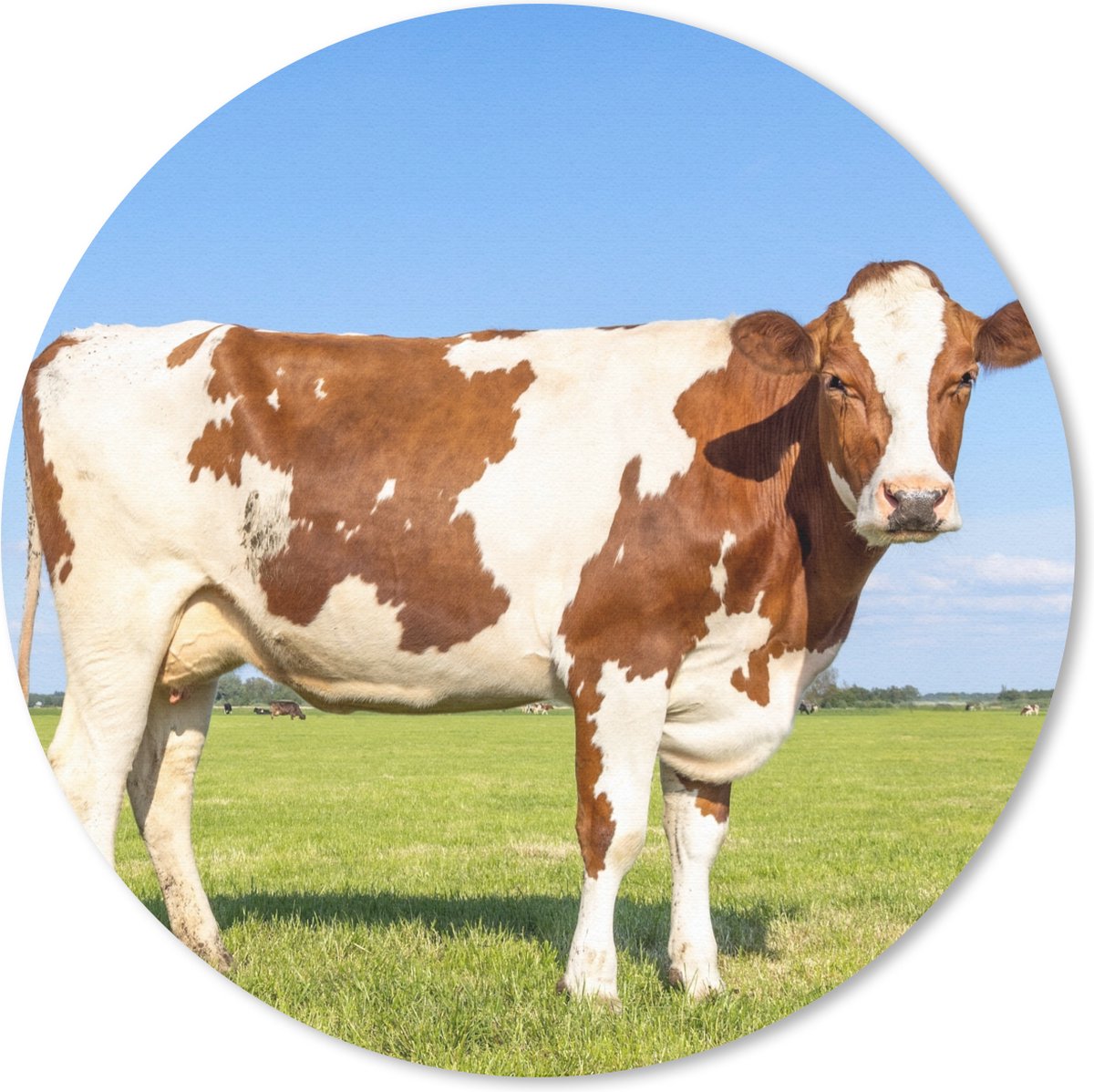 Muismat rond 50x50 cm - Mousepad Koeien - Boerderij - Gras- Natuur - Dieren - Ronde muismatten