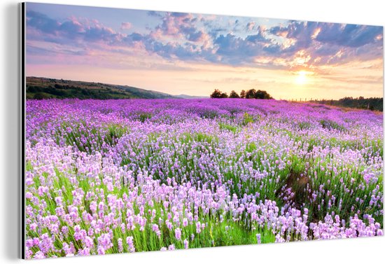 Décoration murale Métal - Aluminium Peinture Industrielle - Lavande - Fleurs - Coucher de soleil - Violet - Prairie - 120x60 cm - Dibond - Photo sur aluminium - Décoration murale industrielle - Pour le salon / chambre