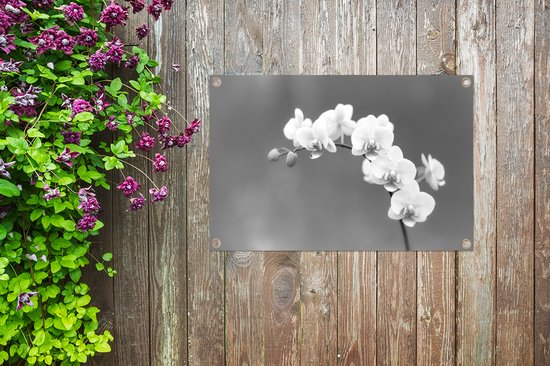 Décoration de jardin Orchidée - Fleurs - Plante - Wit - Violet - 60x40 cm - Poster jardin - Toile jardin - Poster extérieur