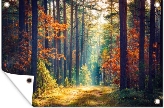 Affiche jardin - Toile jardin - Affiches jardin extérieur - Forêt - Soleil - Nature - Automne - Posters de jardin cm - Jardin