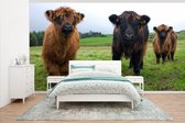 Behang - Fotobehang Schotse hooglander - Koeien - Natuur - Groen - Gras - Breedte 430 cm x hoogte 240 cm