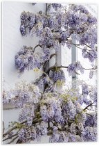 WallClassics - Panneau en mousse PVC - Fleurs de glycine contre le mur - Photo 60x90 cm sur panneau en mousse PVC (avec système d'accrochage)