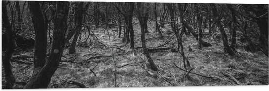 WallClassics - Drapeau - Branches dans la forêt Zwart / Wit - 120x40 cm Photo sur drapeau en polyester