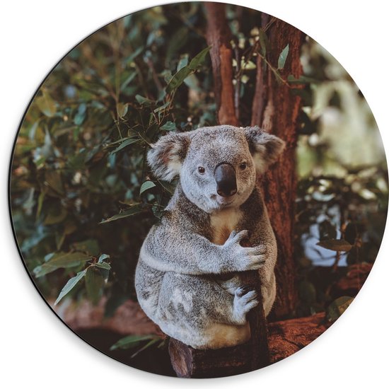 WallClassics - Dibond Muurcirkel - Koalabeertje Knuffelend aan Tak - 30x30 cm Foto op Aluminium Muurcirkel (met ophangsysteem)