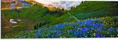 WallClassics - Dibond - Blauwe Druifjes tussen Bergen - 90x30 cm Foto op Aluminium (Wanddecoratie van metaal)