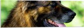 WallClassics - Acrylglas - Uitgeputte Shepherd Hond - 90x30 cm Foto op Acrylglas (Met Ophangsysteem)