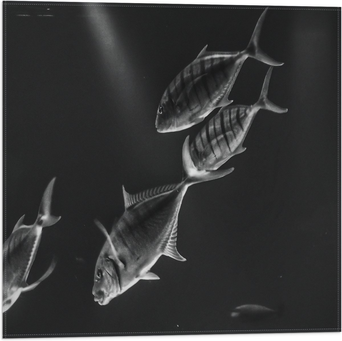 Vlag - Vissen in het Aquarium Zwart - Wit - 50x50 cm Foto op Polyester Vlag