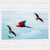 WallClassics - Muursticker - Vliegende Vogels Ara Papegaaien - 60x40 cm Foto op Muursticker