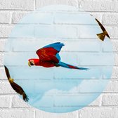 WallClassics - Muursticker Cirkel - Vliegende Vogels Ara Papegaaien - 60x60 cm Foto op Muursticker