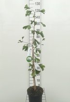 Ginkgo Biloba - Japanse Notenboom 50 - 60 cm in pot