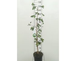 Ginkgo biloba – Japanse Notenboom 50–60 cm in pot – Levend fossiel met gouden herfstkleur