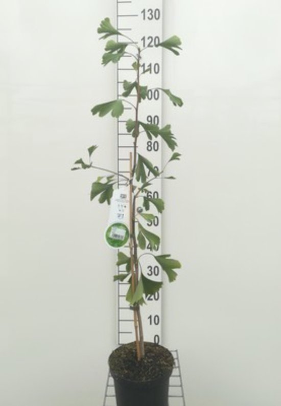 Ginkgo biloba – Japanse Notenboom 50–60 cm in pot – Levend fossiel met gouden herfstkleur