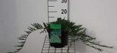 Juniperus horizontalis 'Wiltonii' - Kruipende Jeneverbes 25 - 30 cm in pot