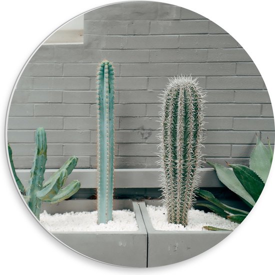WallClassics - PVC Schuimplaat Muurcirkel - Cactus Plantenbak - 30x30 cm Foto op Muurcirkel (met ophangsysteem)
