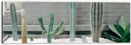 WallClassics - Dibond - Cactus Plantenbak - 60x20 cm Foto op Aluminium (Met Ophangsysteem)