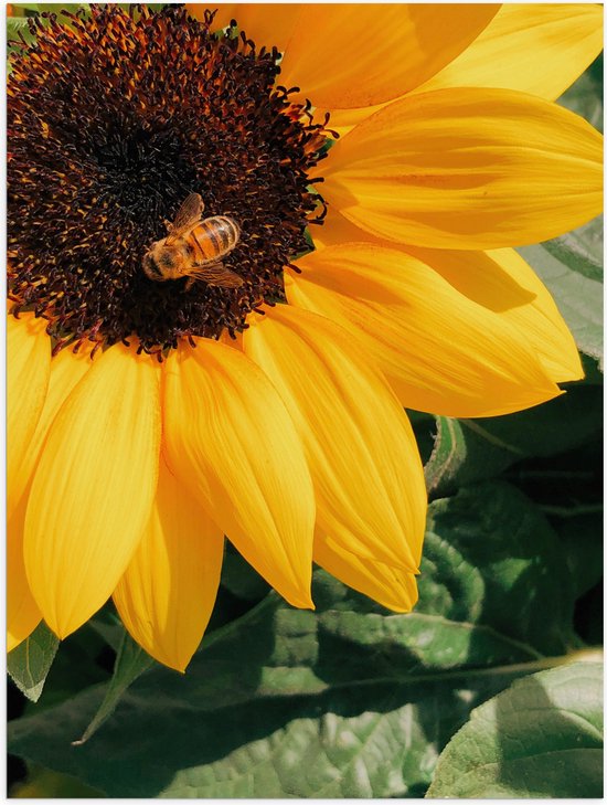 WallClassics - Poster (Matte) - Pollinisation Tournesol d'Abeille - 60x80 cm Photo sur Papier Poster avec un aspect Mat