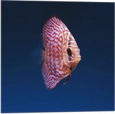 WallClassics - Vlag - Wit Oranje Discus Vis - 50x50 cm Foto op Polyester Vlag