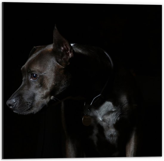 WallClassics - Dibond - Zwarte Hond met Donkere Achtergrond - 50x50 cm Foto op Aluminium (Wanddecoratie van metaal)