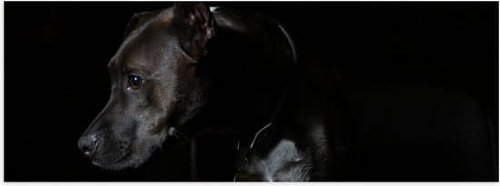 WallClassics - Poster (Mat) - Zwarte Hond met Donkere Achtergrond - 60x20 cm Foto op Posterpapier met een Matte look